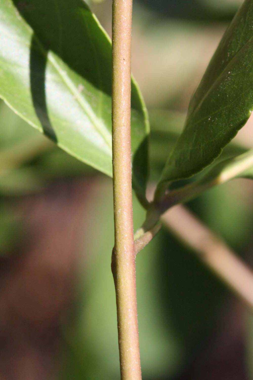              First year twig (Riverside, CA)       